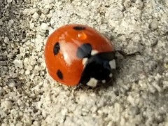 Coccinella septempunctata