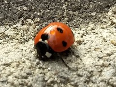 Coccinella septempunctata
