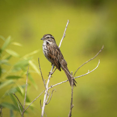 iNaturalist observation photo of Song Sparrow