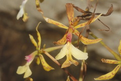 Epidendrum stamfordianum
