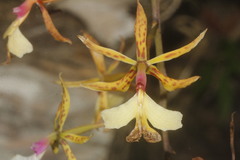 Epidendrum stamfordianum