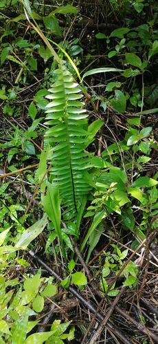 Boston fern