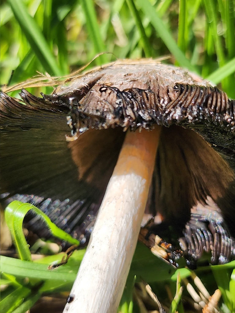 Coprinus comatus · April 2026 · photo: © wendy1110 (iNaturalist, cc0)