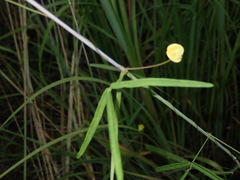 Vigna lanceolata filiformis