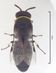 Hylaeus euxanthus