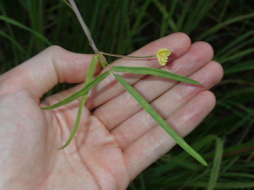 Image of Vigna lanceolata by (c) Thomas Mesaglio, some rights reserved (CC BY)