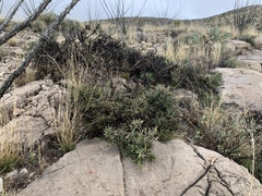 Koeberlinia spinosa