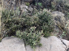 Koeberlinia spinosa