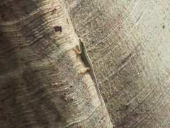 Sphenomorphus sanctus