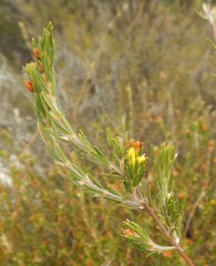Phyllota remota