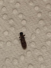 Cymatodera