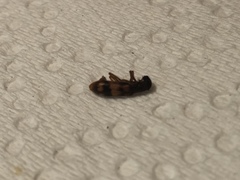 Cymatodera