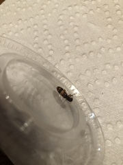 Cymatodera