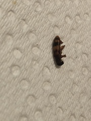 Cymatodera