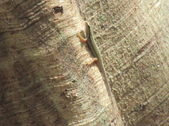 Sphenomorphus sanctus