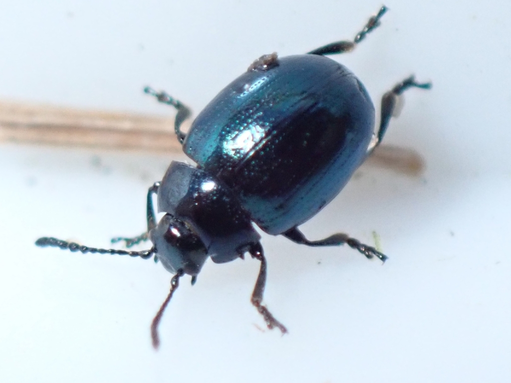 Phaedon concinnus