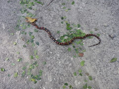 Lampropeltis abnorma