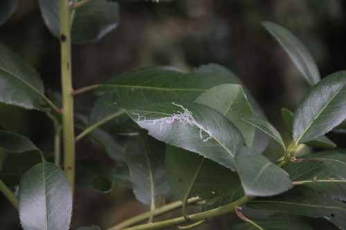 iNaturalist observation photo of Madrone Skin Miner