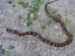 Lampropeltis abnorma
