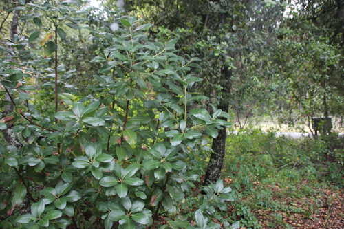 iNaturalist observation photo of Pacific madrone