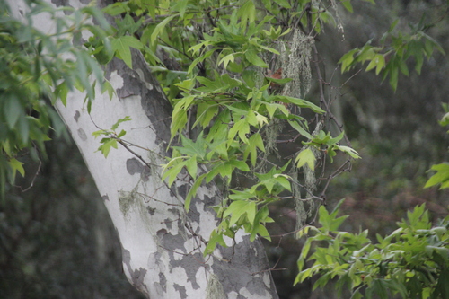 iNaturalist observation photo of western sycamore