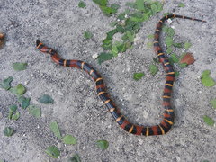Lampropeltis abnorma