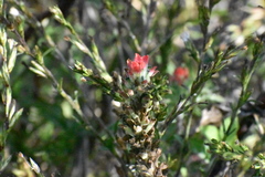 Castilleja arvensis