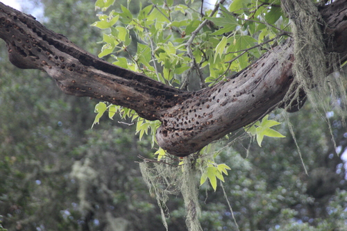 iNaturalist observation photo of Acorn Woodpecker