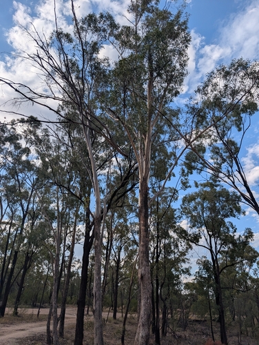 Eucalyptus woollsiana, 2026-04-17