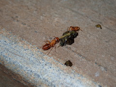 Opisthopsis