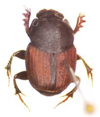 Onthophagus anthracinus