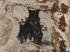 Chrotopterus auritus