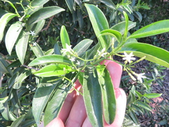Vallesia antillana