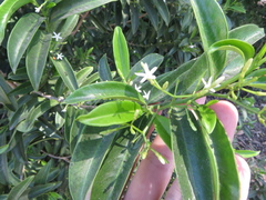 Vallesia antillana