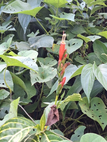 Sanchezia tigrina