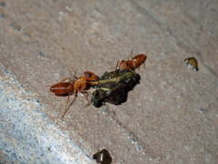 Opisthopsis