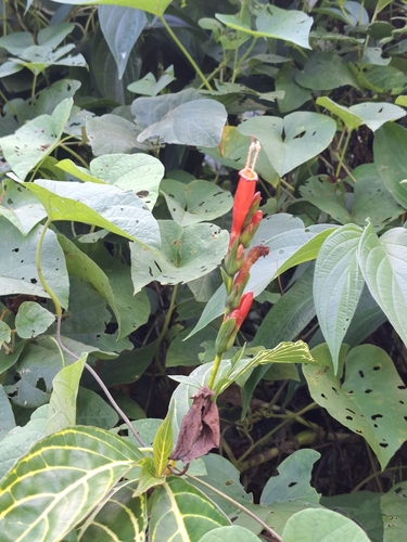 Sanchezia tigrina