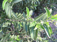 Vallesia antillana