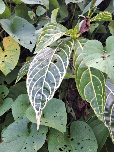 Sanchezia tigrina