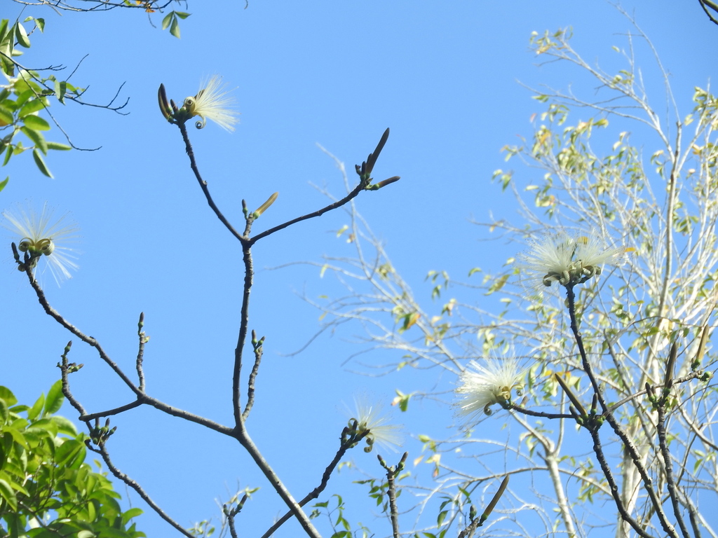 Shaving Brush Tree from Hormiguero, Campeche on March 13, 2020 at 0813