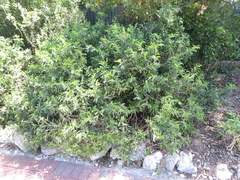 Vallesia antillana