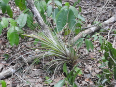 Tillandsia variabilis