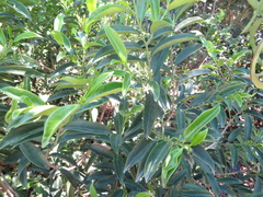 Vallesia antillana