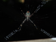 Argiope katherina