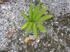 Zamia prasina