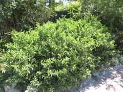 Vallesia antillana