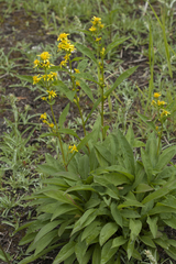 Solidago cuprea