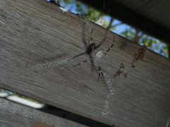 Argiope katherina