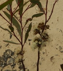 Eucalyptus leptophylla