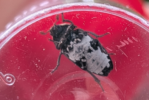Dermestes havai